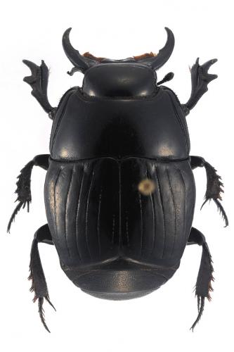 Réf. 218 915 : Pactolinus gigas